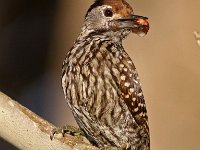 speg wyfie  Karedinaal Speg wyfie - Cardinal Woodpecker : frieda